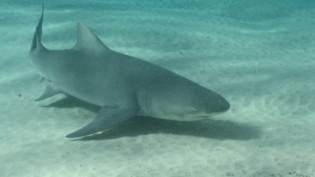 Requin mangeur de sable